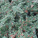 Cotoneaster horizontalis fruit P27
